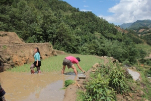 Knee deep in mud and water buffalo dung planting rice